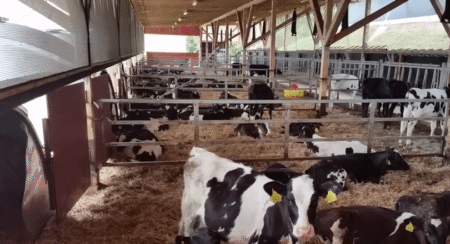 Veršelių laikymas lauke