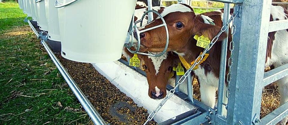 Sveikas veršelis – pelninga karvė. Išbaigti sprendimai ir produktų linija veršeliams.