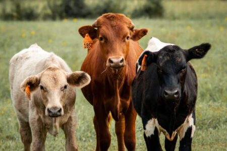 verseliai, fermu iranga, agroinfo, pieno ukis