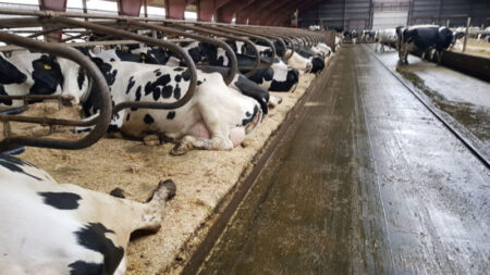 guoliavietes, fermu iranga, agroinfo, pieno ukis