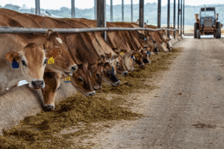 bandos valdymas, fermu statyba, pieno ukis, agroinfo