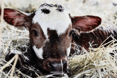 priespienis, fermu statyba, pieno ukis, agroinfo