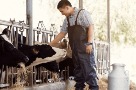 sencehub, rujos, agroinfo, karve nerujoja