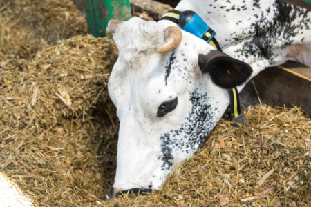 Ruja, karviu stebejimas, agroinfo