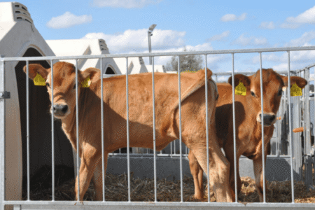 verseliu auginimas, agroinfo